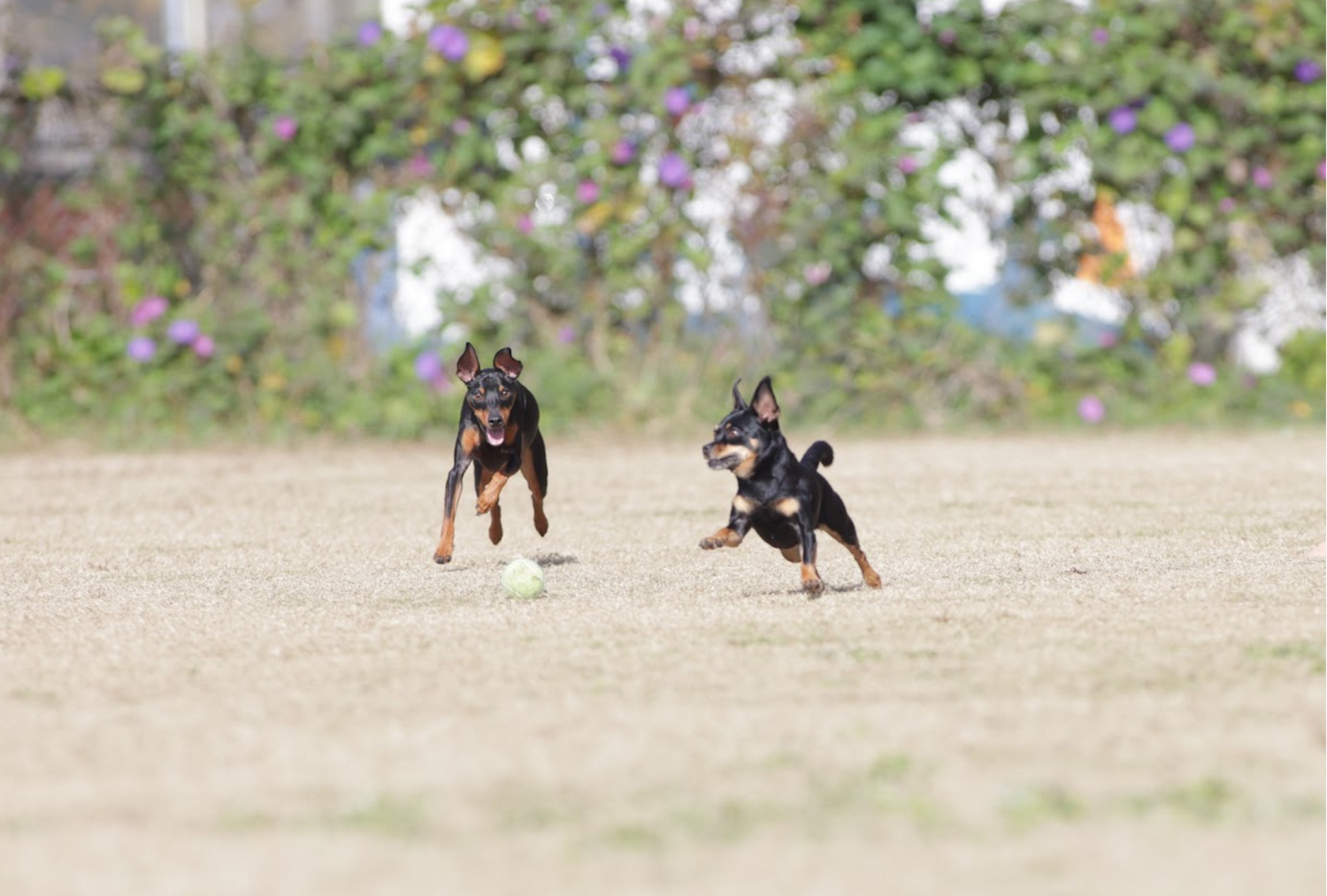 愛する愛犬達へ - seaside kitchen（シーサイドキッチン）