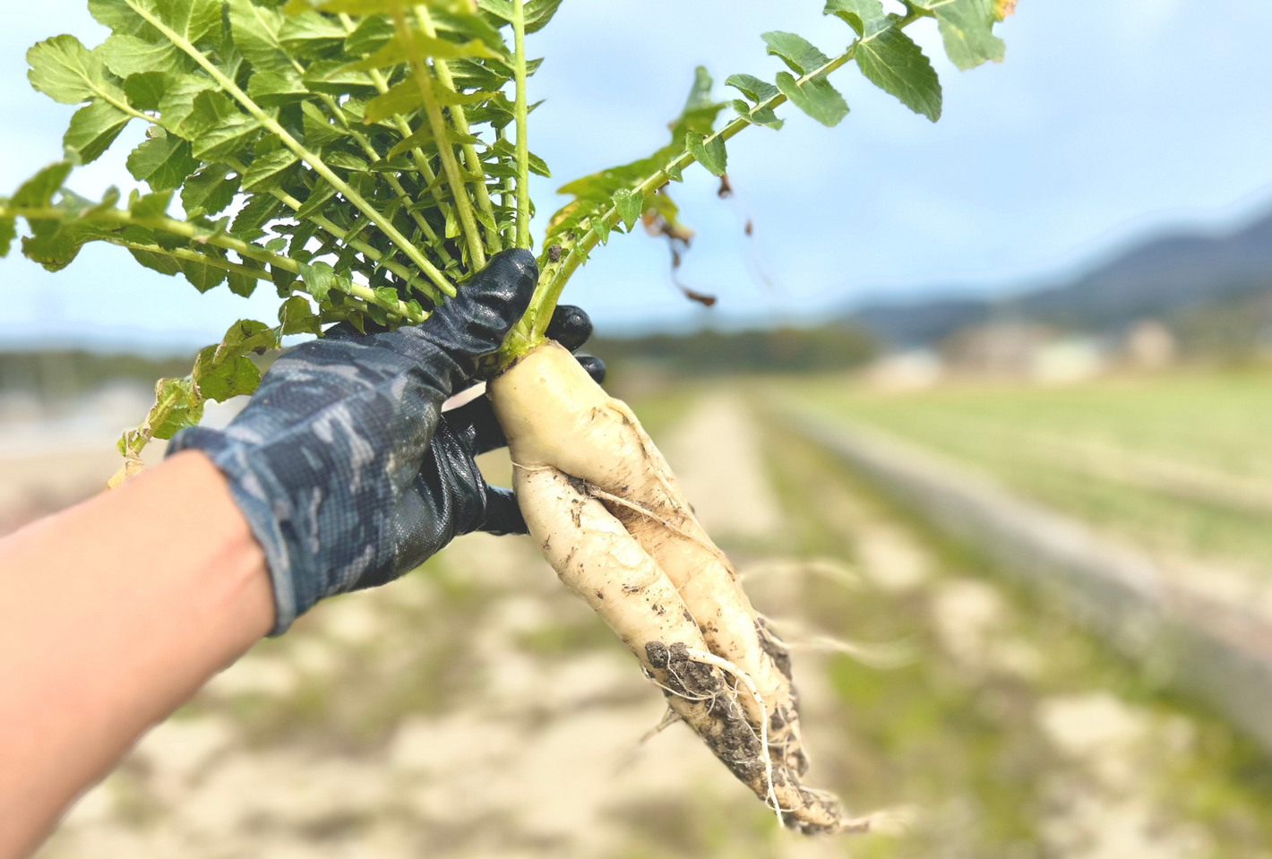 規格外野菜大歓迎の自社農園FARM SEASIDE - seaside kitchen（シーサイドキッチン）